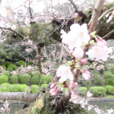 春天樱花背景图
图源小红地瓜 tokiea