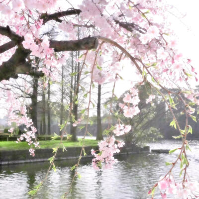 春天樱花背景图
图源小红地瓜 tokiea