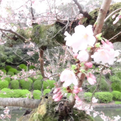 春天樱花背景图
图源小红地瓜 tokiea