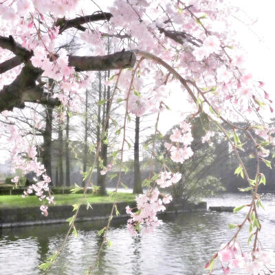 春天樱花背景图
图源小红地瓜 tokiea