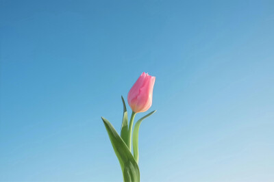 春日绿色系iPad电脑壁纸 横屏