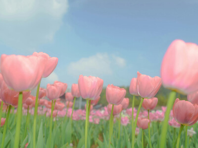 春日绿色系iPad电脑壁纸 横屏