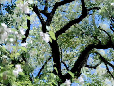 春日绿色系iPad电脑壁纸 横屏