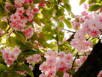 春日绿色系iPad电脑壁纸 横屏