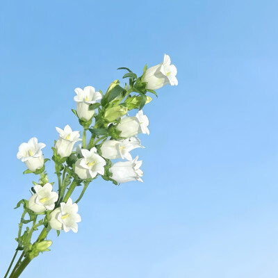 铃兰花背景图
图源小红地瓜 十月季