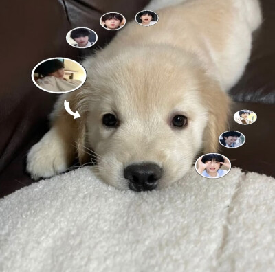 我们汪星人就是这么拽