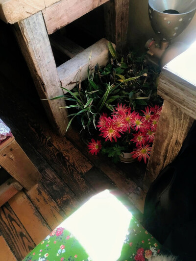 日常
被阳光烤焦的泥土