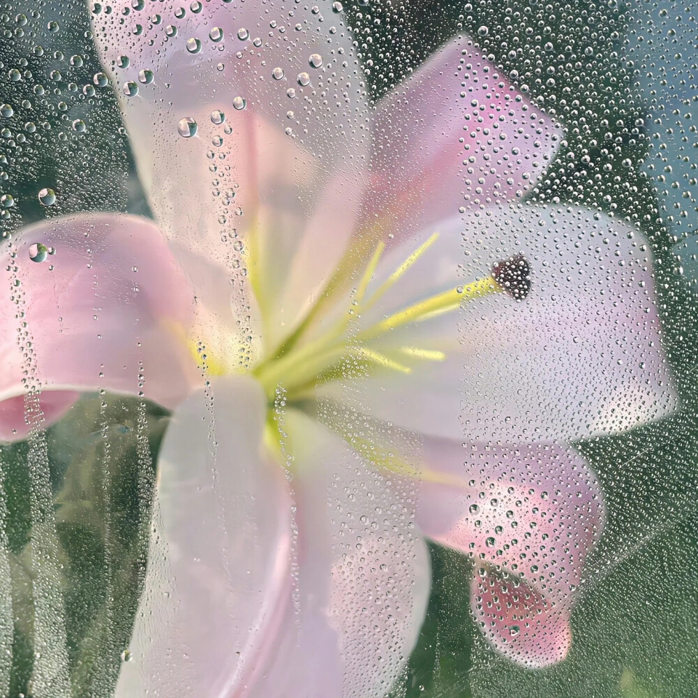 粉色系背景图 百合花背景图