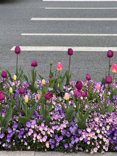 郁金香背景图 紫色系背景图
