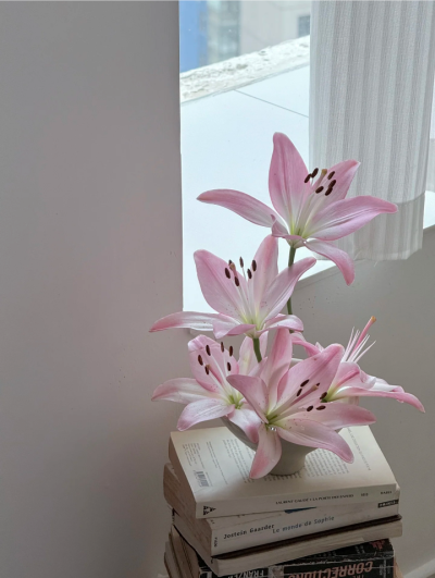 粉色系背景图 百合花背景图