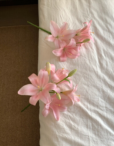 粉色系背景图 百合花背景图