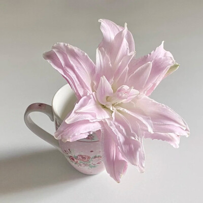 粉色系背景图 百合花背景图