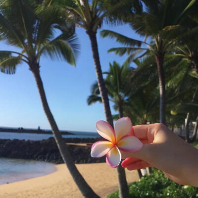 夏天海岛鸡蛋花