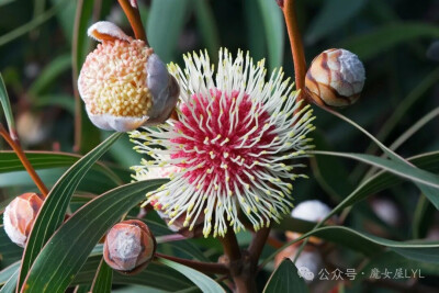 Hakea laurina  桂叶荣桦