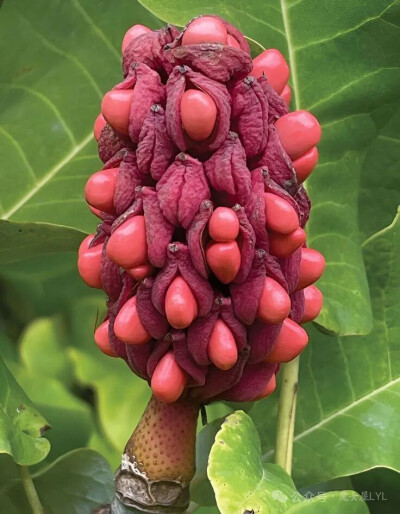 Magnolia ashei 阿氏木兰