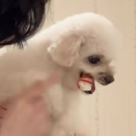 有没有人要跟我换？等那个狗，谢谢