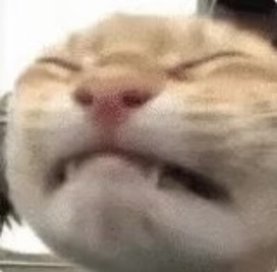 沙雕动物表情包