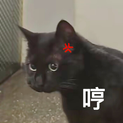 沙雕动物表情包