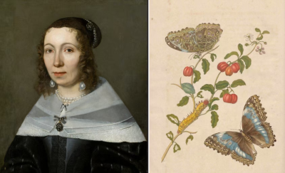 这要归功于17世纪的玛利亚·西比拉·梅里安女士，她被誉为“最早的生态学家”。
是她最早跟踪记录了毛毛虫变成蛹、羽化成蝶的全过程。