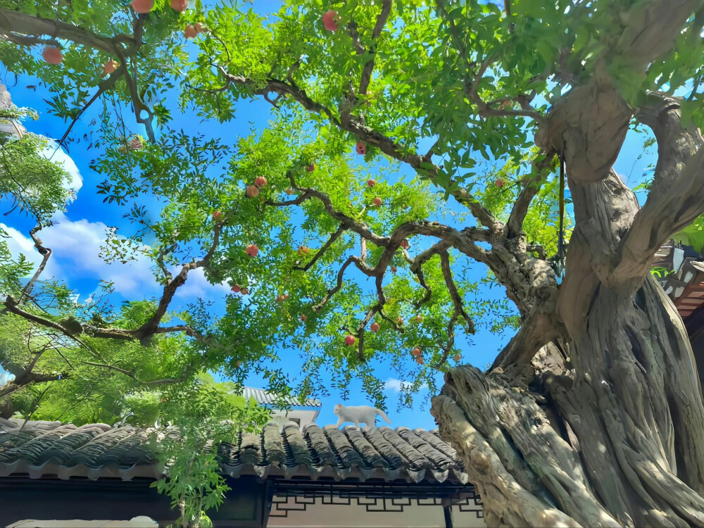 横屏壁纸·图源微博