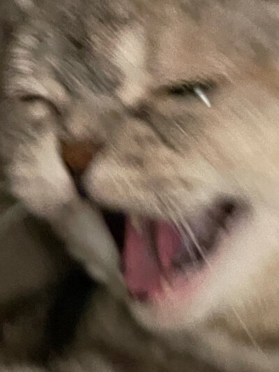 瑚奈2026生日会活动照和“哈气”小白砂