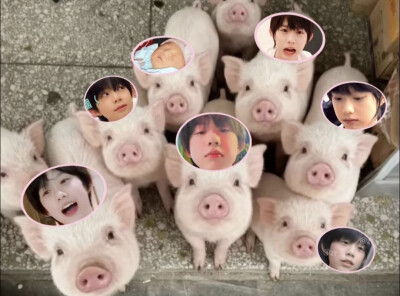 找到你了，我的肥肘之心