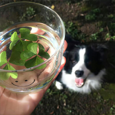 幸运草