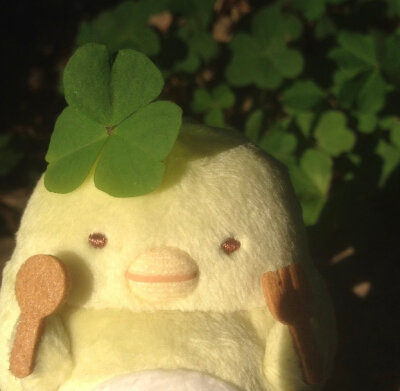 幸运草