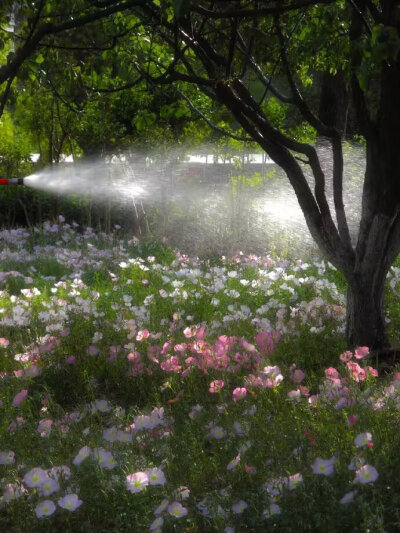 春天小花园小森林