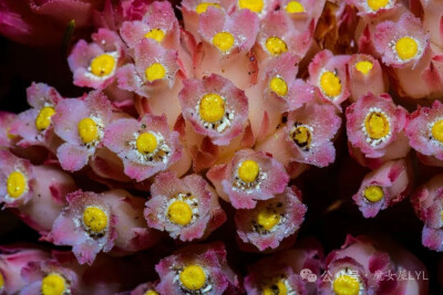 菌异养（英语：Myco-heterotrophy）
或称真菌异养型，是植物与真菌的一种共生关系，此关系中植物不行光合作用，而是与真菌形成菌根后，透过寄生真菌取得全部或部分的有机养分。菌异养被认为是一种欺诈行为，行菌异…