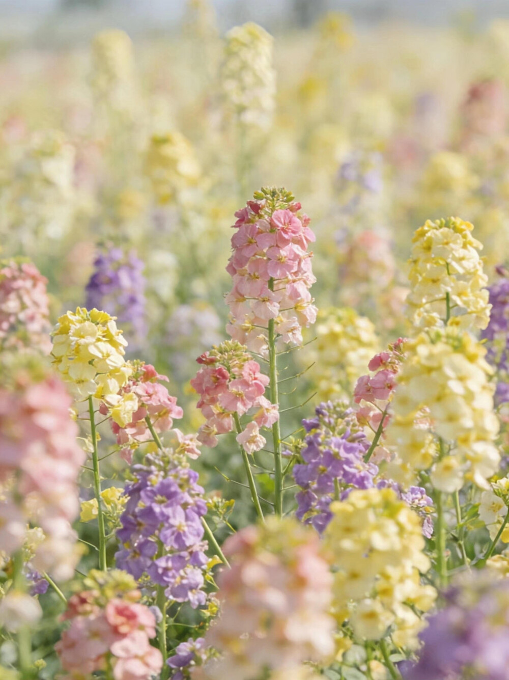 彩色油菜花