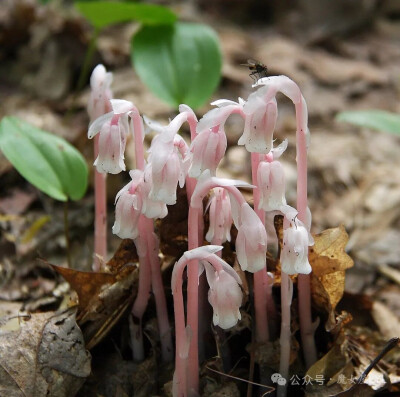 Hemitomes congestum 半衣梅
由于其稀有性，人们对这种植物的生命周期知之甚少，但它可能像水晶兰亚科（Monotropoideae）的其他成员一样，通过寄生红菇科（Russulaceae）的真菌来获取营养。
