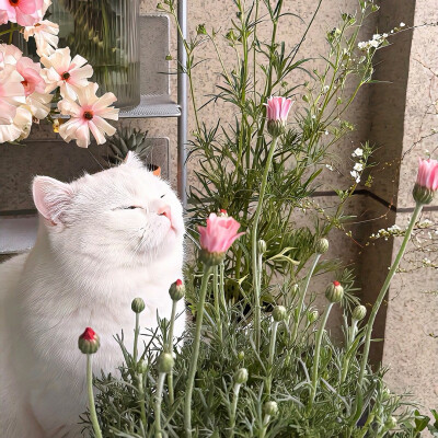 图源ks：偷喝汽水