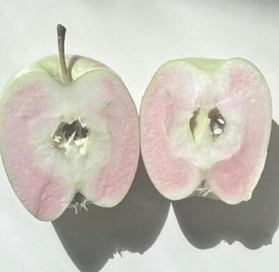 pinkgreen粉绿美学