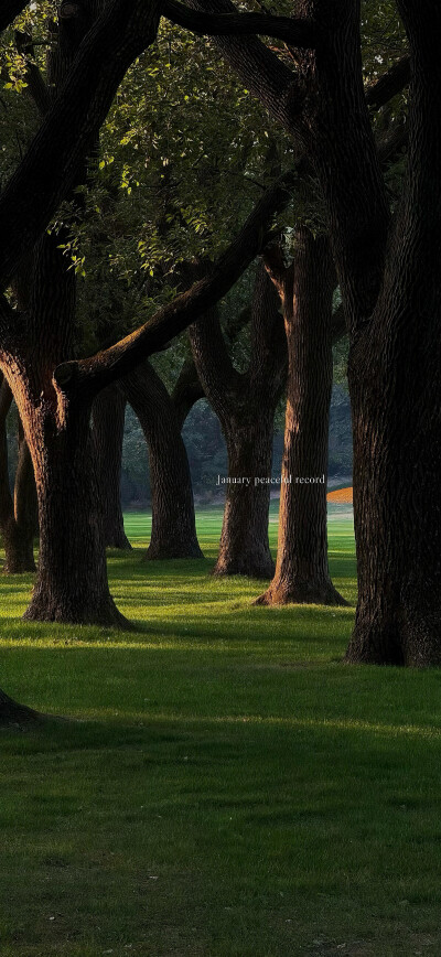 壁纸·图源微博