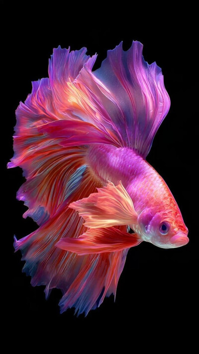 海底万花筒：珊瑚礁与精灵鱼群的静谧对话
