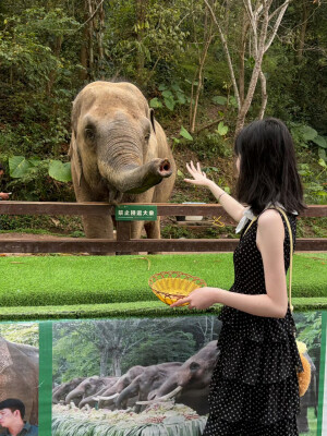 我就是喜欢装傻，装可爱，装无辜，装单纯，略略略。其实我聪明的很也坏的很，但是我就是喜欢装，装久了，我就忘记我的本性了。感觉自己每天好呆萌，好懵逼呀，怎么就活成这样了？好疑惑呀，好困惑？我就这样呆呆地望着这个世界，懵逼死了，所以，现在我真成了呆呆傻傻又有点可爱的小女孩了，你们欺负我，我就哭，对我好我就笑。同时我也是个小可怜，没人会喜欢这样的我。