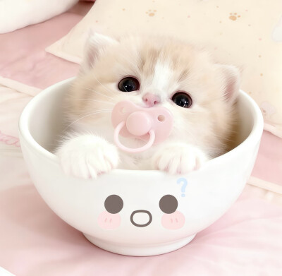 图源小红薯：我的萌天下无双