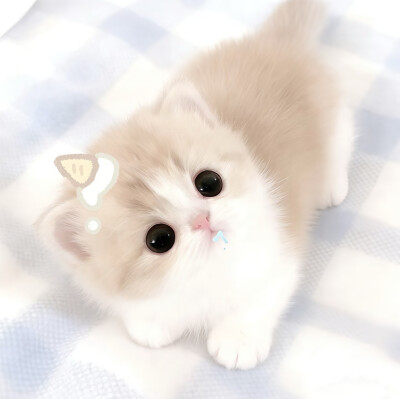 图源小红薯：我的萌天下无双