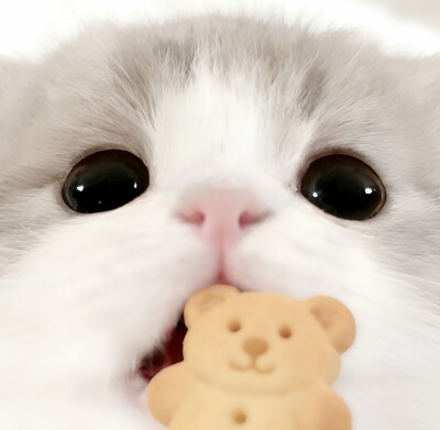 图源小红薯：我的萌天下无双