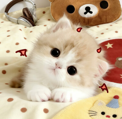 图源小红薯：我的萌天下无双