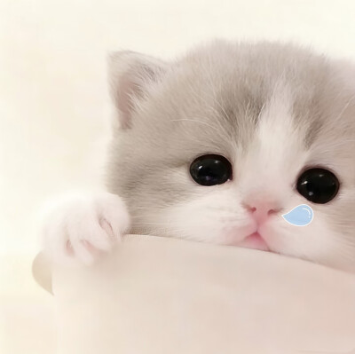 图源小红薯：我的萌天下无双