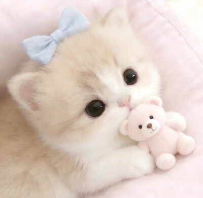 图源小红薯：我的萌天下无双