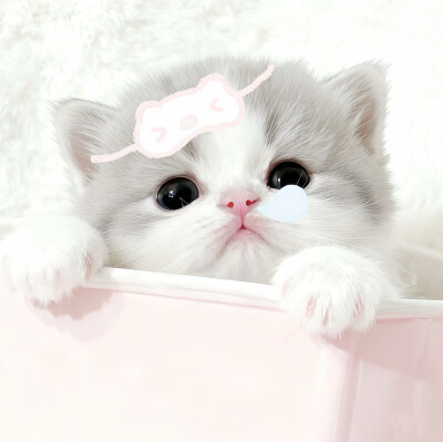 图源小红薯：我的萌天下无双