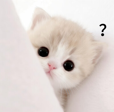 图源小红薯：我的萌天下无双