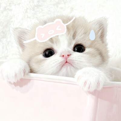 图源小红薯：我的萌天下无双