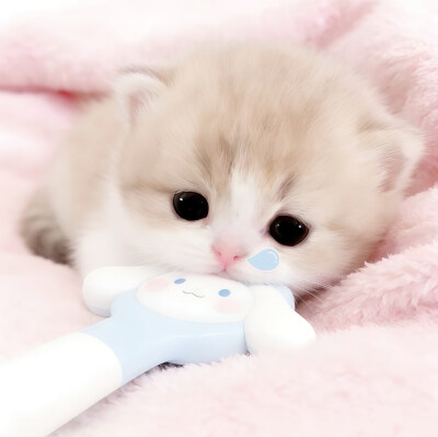 图源小红薯：我的萌天下无双