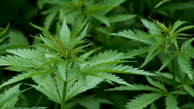 动图｜山野与繁花，皆是人间浪漫