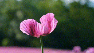 动图｜山野与繁花，皆是人间浪漫