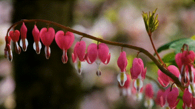 动图｜山野与繁花，皆是人间浪漫
